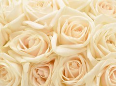 Samolepka flie 270 x 200, 34255853 - Beautiful white rose background - Krsn pozad bl re
