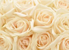 Fototapeta360 x 266  Beautiful white rose background, 360 x 266 cm