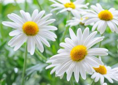 Samolepka flie 200 x 144  daisy, 200 x 144 cm