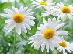 Fototapeta pltno 330 x 244, 34344039 - daisy
