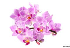 Samolepka flie 145 x 100  red orchid, 145 x 100 cm