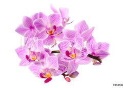 Samolepka flie 200 x 144  red orchid, 200 x 144 cm