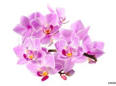 Samolepka flie 270 x 200  red orchid, 270 x 200 cm