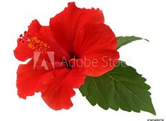 Samolepka flie 100 x 73, 34348874 - a red hibiscus flower isolated on white background - erven ibiek kvt izolovanch na blm pozad