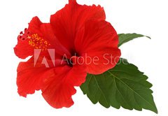 Samolepka flie 145 x 100, 34348874 - a red hibiscus flower isolated on white background