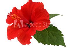 Samolepka flie 145 x 100, 34348874 - a red hibiscus flower isolated on white background - erven ibiek kvt izolovanch na blm pozad