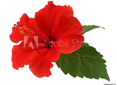 Fototapeta160 x 116  a red hibiscus flower isolated on white background, 160 x 116 cm