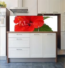 Fototapeta do kuchyn flie 180 x 60, 34348874 - a red hibiscus flower isolated on white background