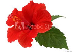 Samolepka flie 200 x 144, 34348874 - a red hibiscus flower isolated on white background