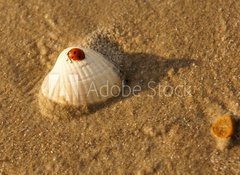 Fototapeta100 x 73  Am Strand, 100 x 73 cm