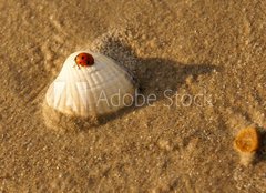 Fototapeta pltno 240 x 174, 34349321 - Am Strand - Na pli