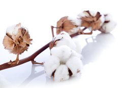 Fototapeta254 x 184  cotton flower over branch, 254 x 184 cm