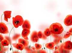 Fototapeta pltno 330 x 244, 34583820 - Poppy field
