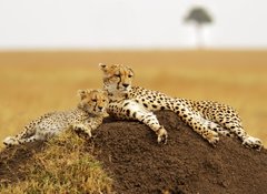 Fototapeta100 x 73  Cheetahs on the Masai Mara in Southwestern Kenya, 100 x 73 cm