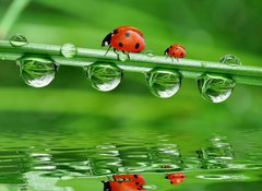 Fototapeta vliesov 100 x 73, 34659602 - fresh morning dew and ladybird - erstvou rann rosou a beruka