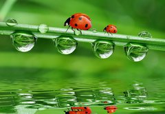 Fototapeta pltno 174 x 120, 34659602 - fresh morning dew and ladybird