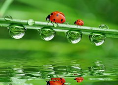 Fototapeta254 x 184  fresh morning dew and ladybird, 254 x 184 cm