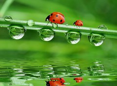 Fototapeta330 x 244  fresh morning dew and ladybird, 330 x 244 cm