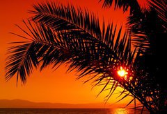 Fototapeta pltno 174 x 120, 3480088 - palm tree during sunset