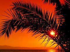 Samolepka flie 270 x 200, 3480088 - palm tree during sunset