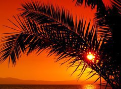 Fototapeta330 x 244  palm tree during sunset, 330 x 244 cm