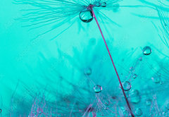 Fototapeta pltno 174 x 120, 348565950 - Parachute seed from a dandelion on a blue background