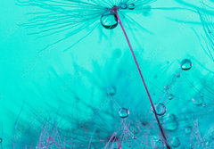 Fototapeta papr 184 x 128, 348565950 - Parachute seed from a dandelion on a blue background