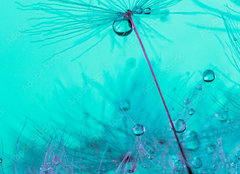 Fototapeta pltno 240 x 174, 348565950 - Parachute seed from a dandelion on a blue background
