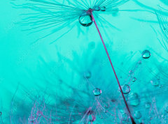 Samolepka flie 270 x 200, 348565950 - Parachute seed from a dandelion on a blue background