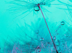 Fototapeta pltno 330 x 244, 348565950 - Parachute seed from a dandelion on a blue background