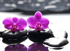 Samolepka flie 100 x 73, 34882612 - Two orchid and black stone with reflection - Dva orchidejov a ern kameny s odrazem