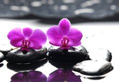 Samolepka flie 145 x 100, 34882612 - Two orchid and black stone with reflection - Dva orchidejov a ern kameny s odrazem