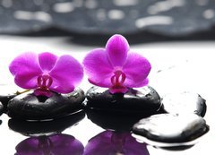 Fototapeta vliesov 200 x 144, 34882612 - Two orchid and black stone with reflection - Dva orchidejov a ern kameny s odrazem