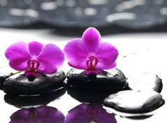 Fototapeta vliesov 270 x 200, 34882612 - Two orchid and black stone with reflection - Dva orchidejov a ern kameny s odrazem