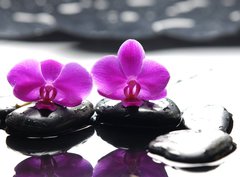 Fototapeta papr 360 x 266, 34882612 - Two orchid and black stone with reflection