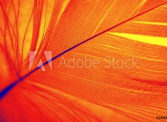 Samolepka fólie 100 x 73, 3490095 - phoenix feather - phoenix peří