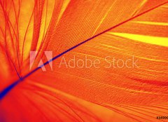 Fototapeta pltno 160 x 116, 3490095 - phoenix feather