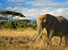 Samolepka flie 100 x 73, 34914447 - Lone elephant in front of Mt. Kilimanjaro