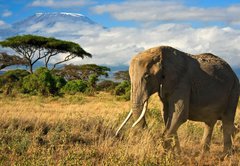 Fototapeta vliesov 145 x 100, 34914447 - Lone elephant in front of Mt. Kilimanjaro