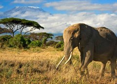 Fototapeta vliesov 200 x 144, 34914447 - Lone elephant in front of Mt. Kilimanjaro