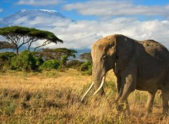 Fototapeta330 x 244  Lone elephant in front of Mt. Kilimanjaro, 330 x 244 cm