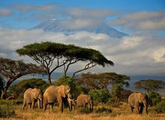 Samolepka flie 100 x 73  Elephant family in front of Mt. Kilimanjaro, 100 x 73 cm