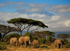 Fototapeta pltno 160 x 116, 34914448 - Elephant family in front of Mt. Kilimanjaro