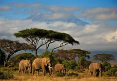Fototapeta174 x 120  Elephant family in front of Mt. Kilimanjaro, 174 x 120 cm