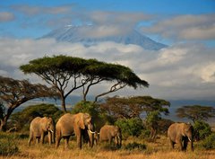 Fototapeta330 x 244  Elephant family in front of Mt. Kilimanjaro, 330 x 244 cm
