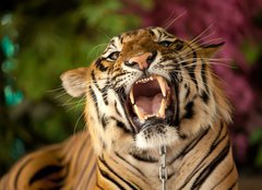 Fototapeta pltno 160 x 116, 35010447 - The tiger growls