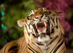 Fototapeta vliesov 200 x 144, 35010447 - The tiger growls - Tygr k