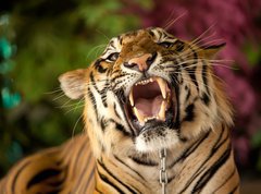 Fototapeta vliesov 270 x 200, 35010447 - The tiger growls