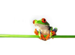 Samolepka flie 270 x 200, 35152710 - Rotaugenlaubfrosch 84, Agalychnis callidryas