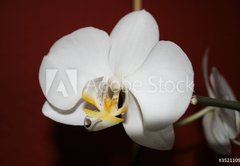 Samolepka flie 145 x 100, 3521109 - orchidee